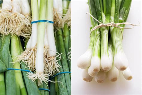 foods that are similar to scallions